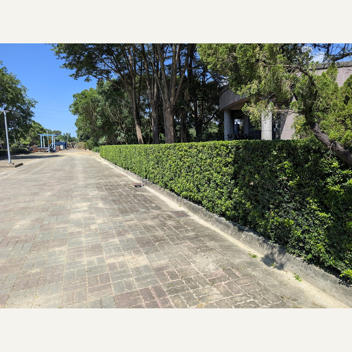 整齊綠籬沿著鋪面步道延伸，後方有樹木與建築