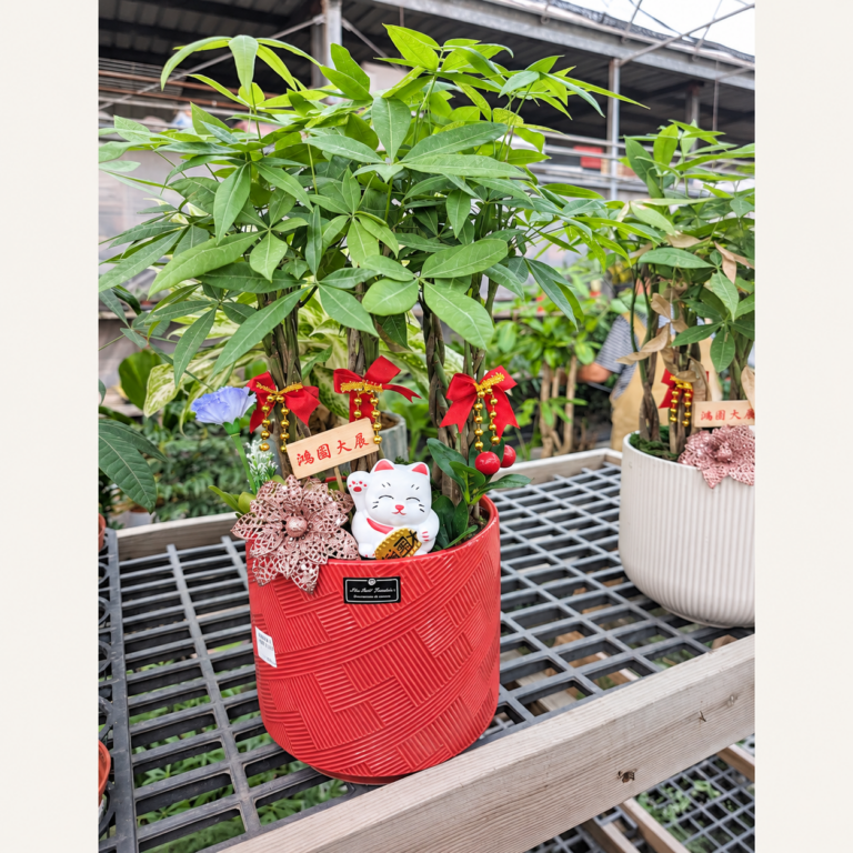 紅色紋理盆器搭配綠葉植栽、招財貓與祝賀裝飾