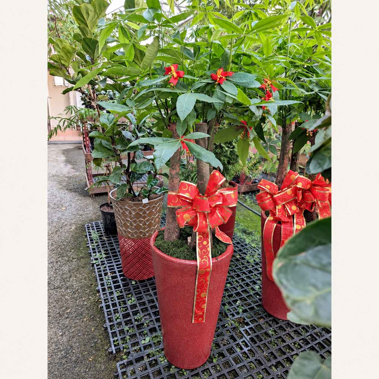 紅色高盆搭配樹形植栽與紅金色緞帶