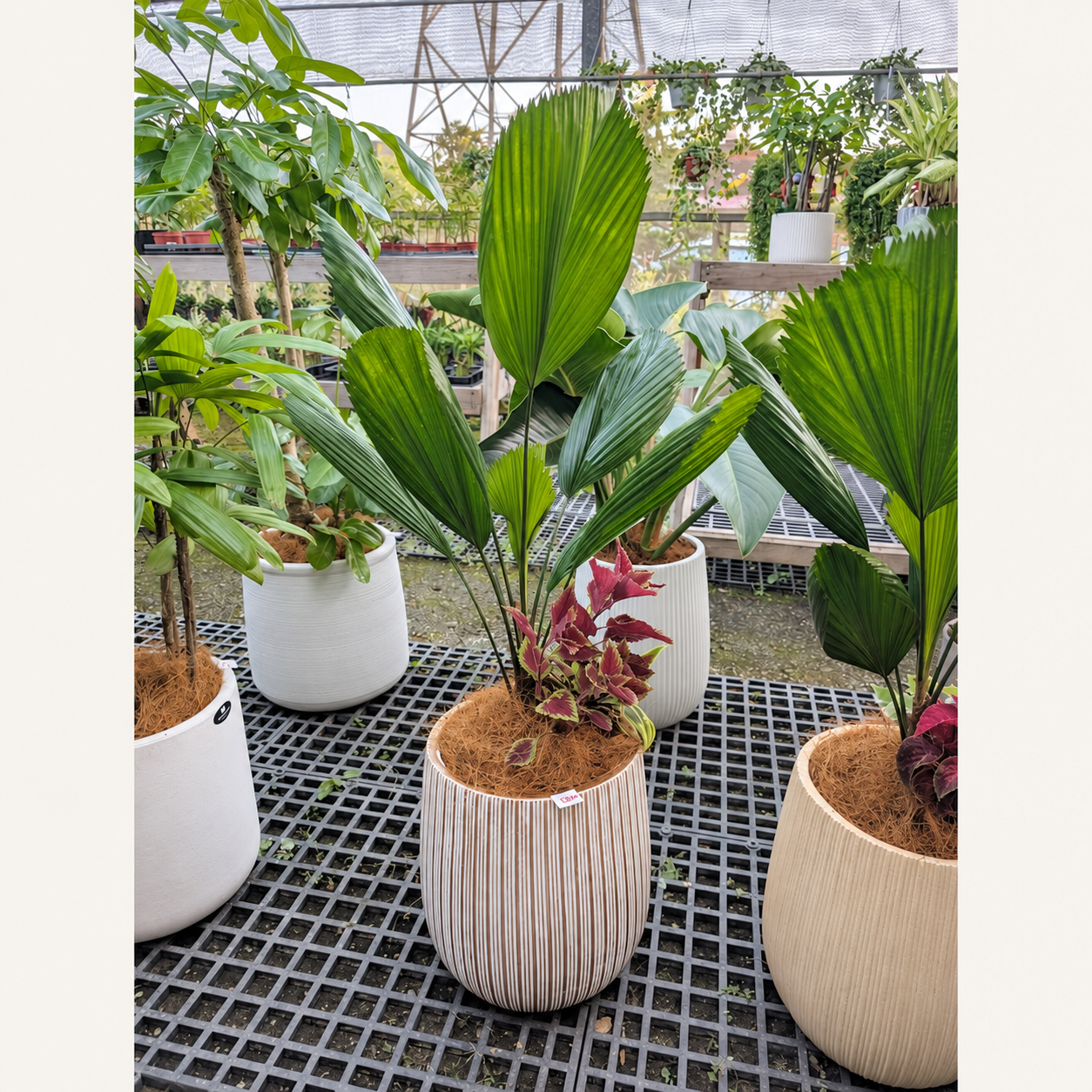 直紋盆器搭配大型綠葉、彩色葉片與低矮植栽